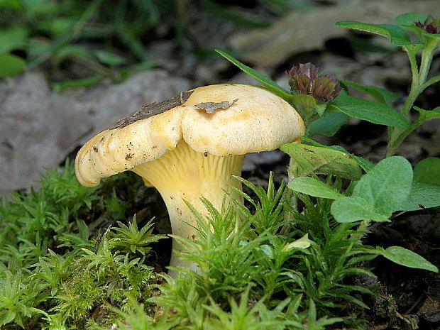 kuriatko Cantharellus sp.