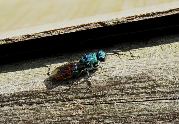 blyskavka ohniva Chrysis ignita  Linnaeus,1758