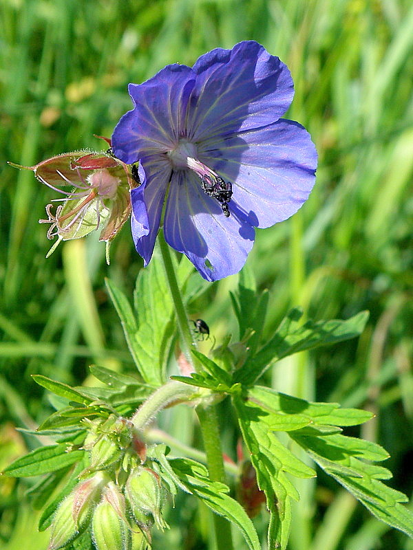 pakost lúčny Geranium pratense L.