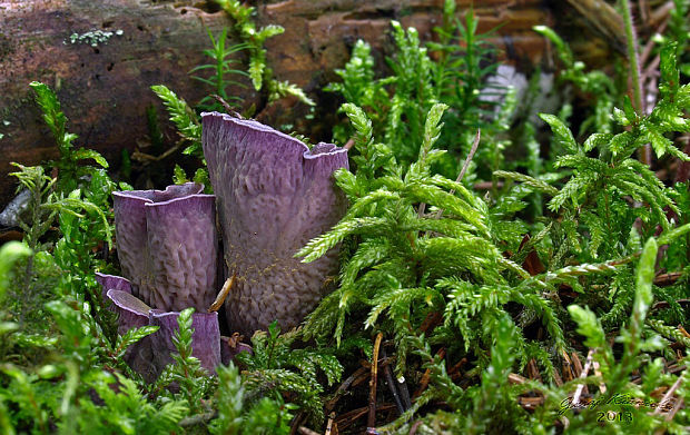 lievikovec kyjakovitý Gomphus clavatus (Pers.) Gray