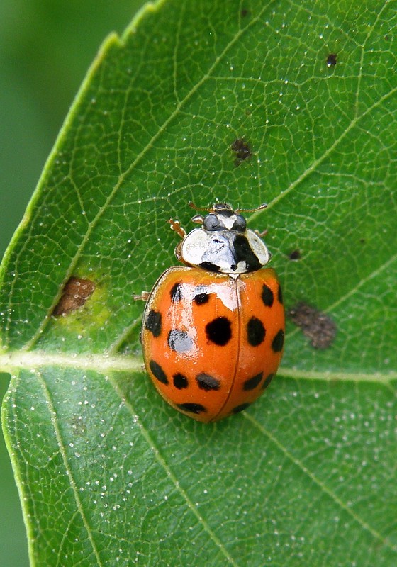 lienka / slunéčko východní Harmonia axyridis Pallas, 1773