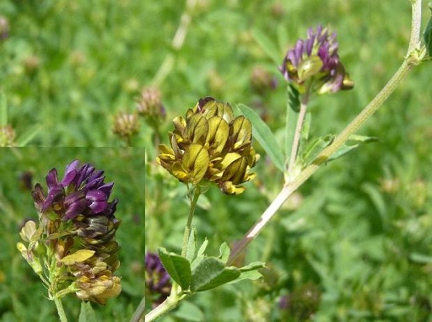 lucerna menlivá Medicago x varia Martyn