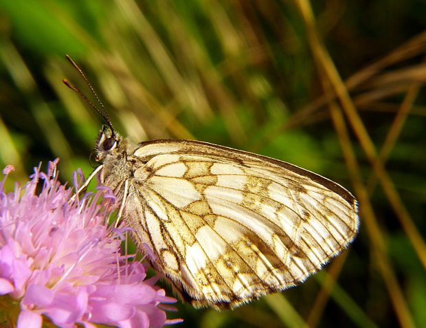 očkáň timotejkový Melanargia galathea  Linnaeus, 1758