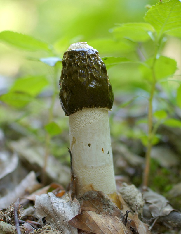 hadovka smradľavá Phallus impudicus L.