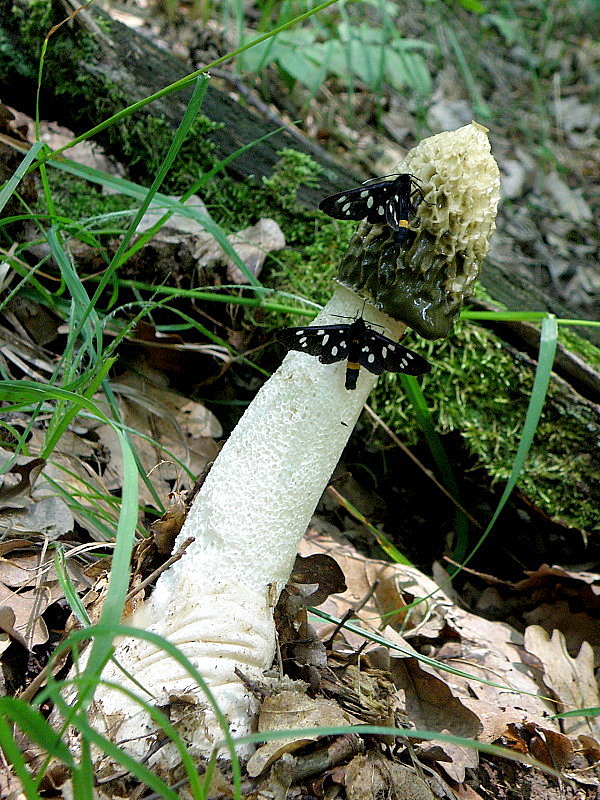 hadovka smradľavá Phallus impudicus L.