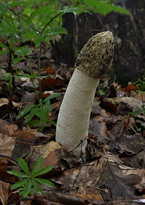 hadovka smradľavá Phallus impudicus L.