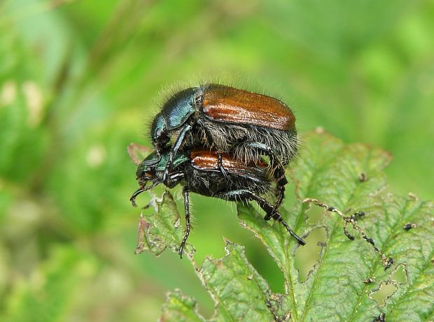 chrústovec záhradný / listokaz zahradní Phyllopertha horticola Linnaeus, 1758