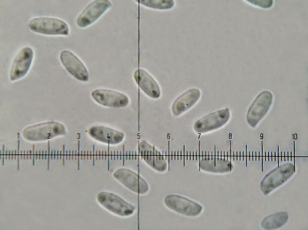 hliva smreková Pleurotus abieticola R.H. Petersen & K.W. Hughes