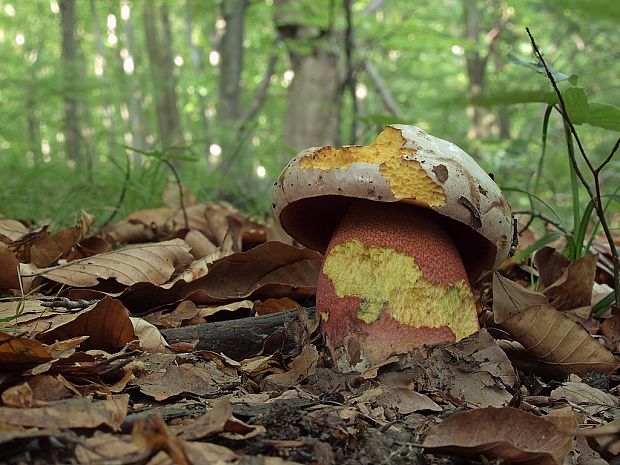 hríb purpurový Rubroboletus rhodoxanthus Kuan Zhao &amp; Zhu L. Yang