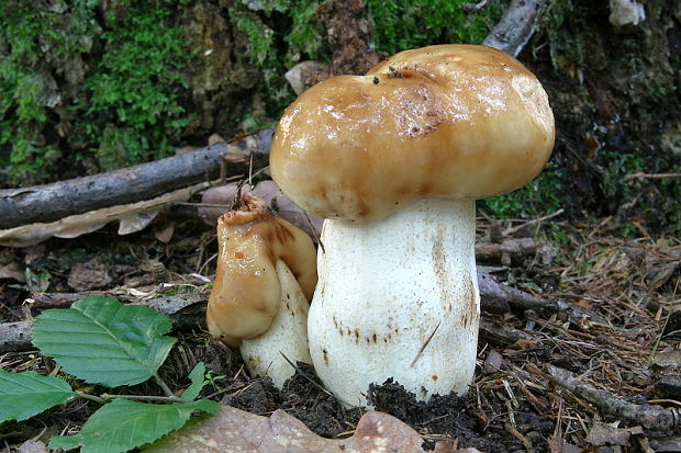 plávka Russula sp.