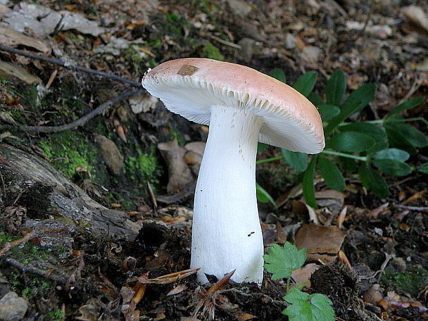 plávka Russula sp.