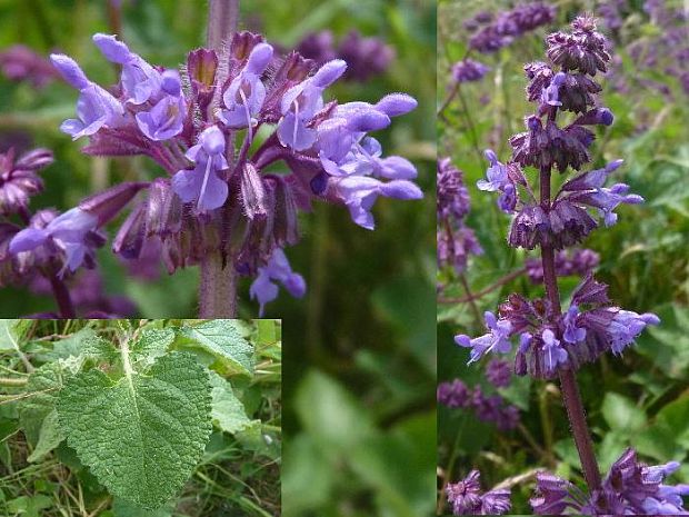 šalvia praslenatá Salvia verticillata L.