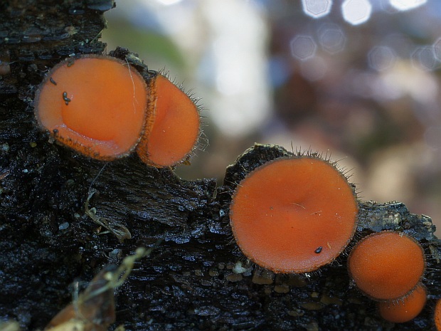 štítovnička Scutellinia sp.