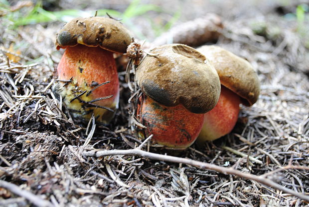 hríb zrnitohlúbikový Sutorius luridiformis (Rostk.) G. Wu & Zhu L. Yang