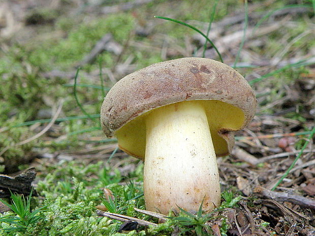 suchohríb plstnatý Xerocomus subtomentosus L.