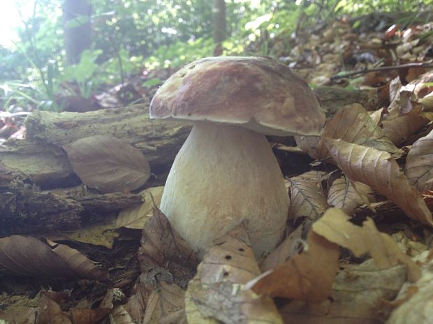 hríb dubový Boletus reticulatus Schaeff.