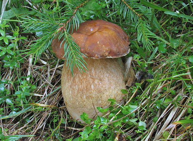 hríb dubový Boletus reticulatus Schaeff.