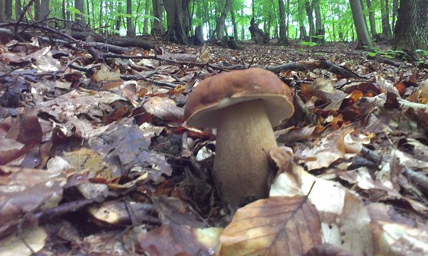 hríb dubový Boletus reticulatus Schaeff.