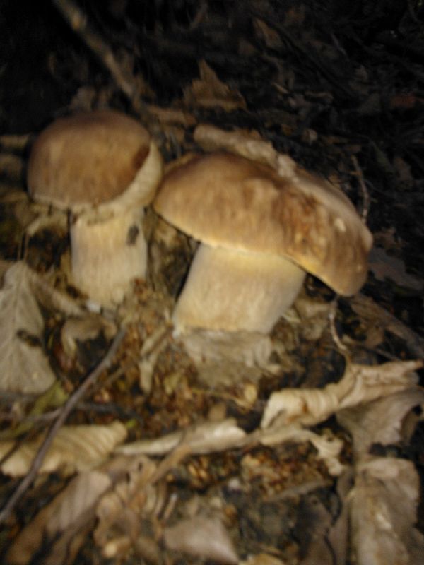 hríb dubový Boletus reticulatus Schaeff.