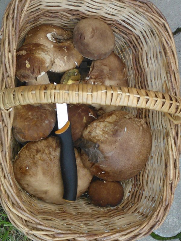 hríb dubový Boletus reticulatus Schaeff.