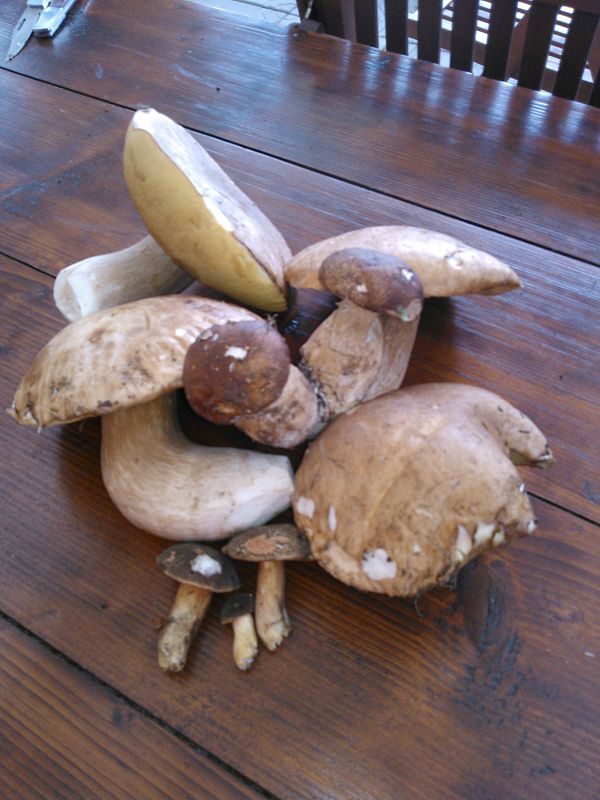 hríb dubový Boletus reticulatus Schaeff.