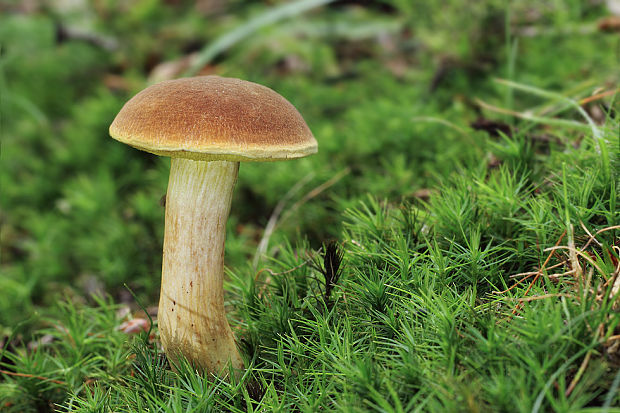 suchohríb plstnatý Boletus subtomentosus L.