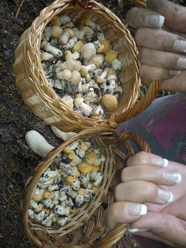 čírovnica májová Calocybe gambosa (Fr.) Donk