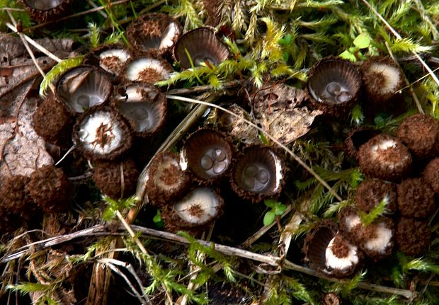 čiaškovec pásikavý Cyathus striatus (Huds.) Willd.