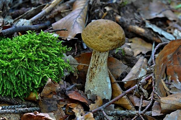 kozák hrabový Leccinum pseudoscabrum (Kallenb.) Šutara