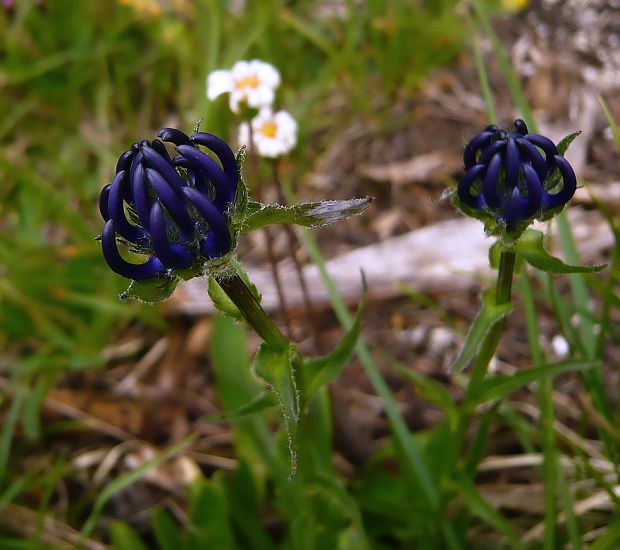 zerva hlavičkatá Phyteuma orbiculare L.