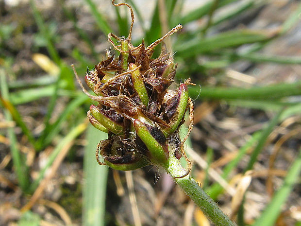 skorocel černastý sudetský Plantago atrata subsp. sudetica  (Pilg.) Holub