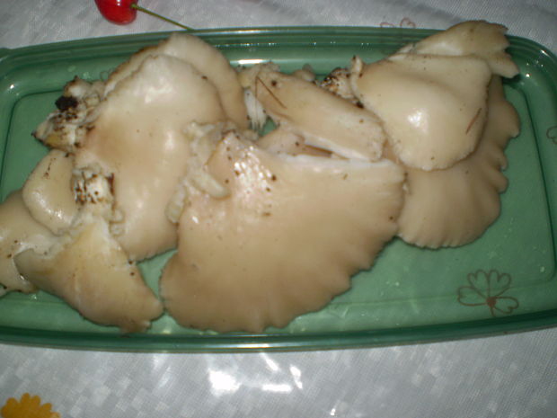 hliva buková Pleurotus pulmonarius (Fr.) Quél.