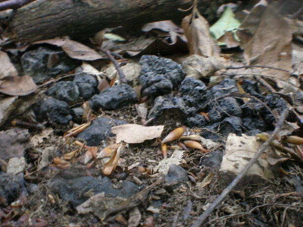 trúdnik klobúčkatý Polyporus umbellatus (Pers.) Fr.