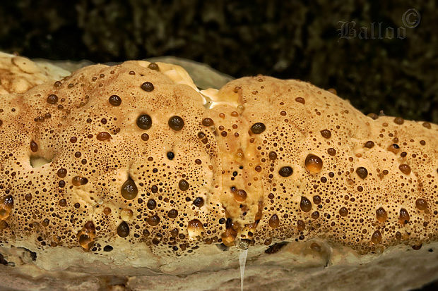 ryšavec slziaci Pseudoinonotus dryadeus (Pers.) T. Wagner & M. Fisch.