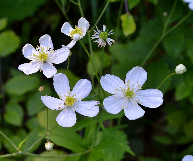 iskerník platanolistý Ranunculus platanifolius L.