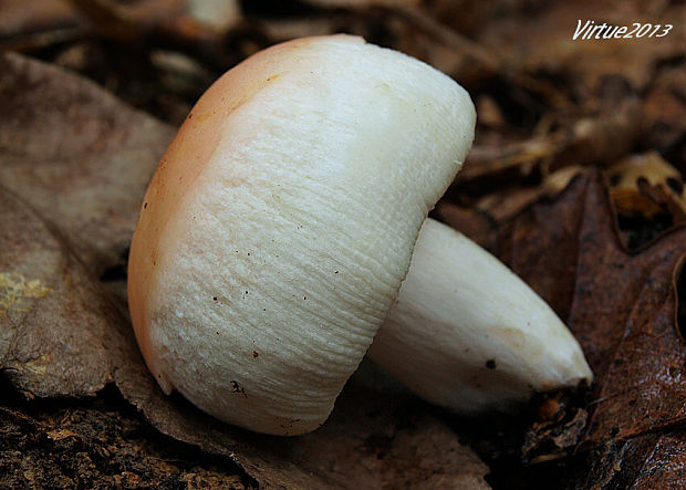 plávka mandľová Russula vesca Fr.