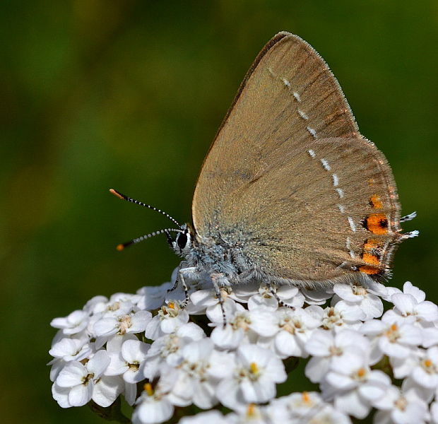 ostrôžkár malý Satyrium acaciae Fabricius, 1787