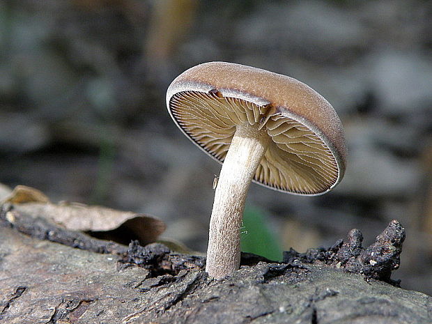smeťovička hnedoolivová Simocybe centunculus (Fr.) P. Karst