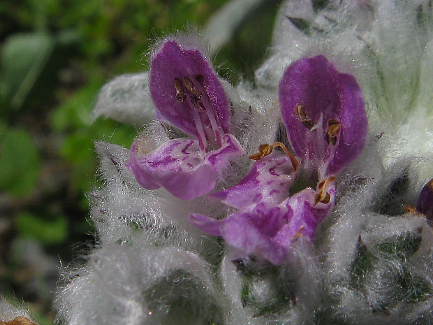 čistec vlnatý Stachys byzantina K. Koch