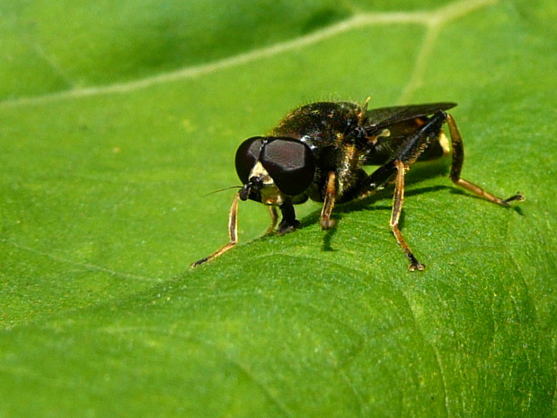 pestrica ♂ Xylota sylvarum Linnaeus, 1758