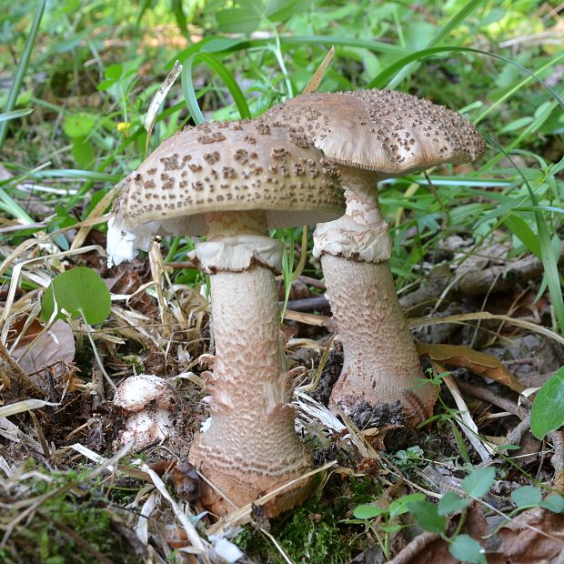 muchotrávka červenkastá Amanita rubescens Pers.