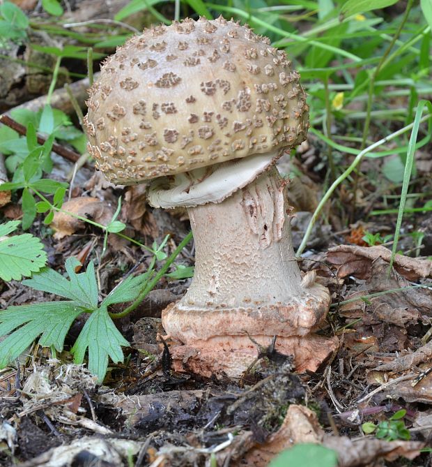 muchotrávka červenkastá Amanita rubescens Pers.