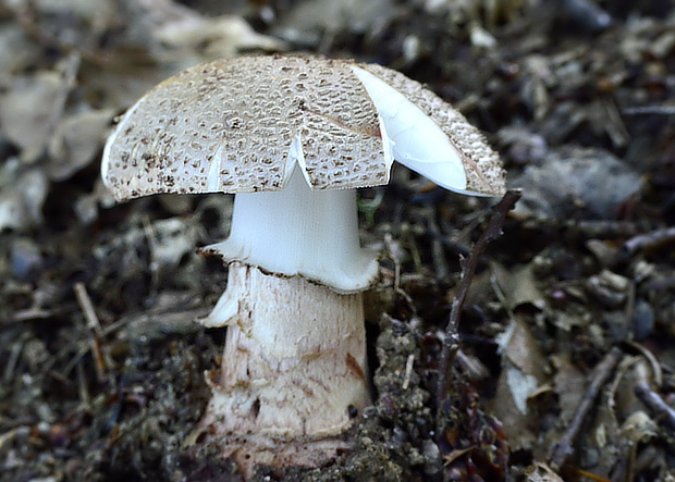 muchotrávka červenkastá Amanita rubescens Pers.