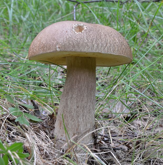 hríb dubový Boletus reticulatus Schaeff.