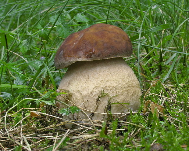 hríb dubový Boletus reticulatus Schaeff.