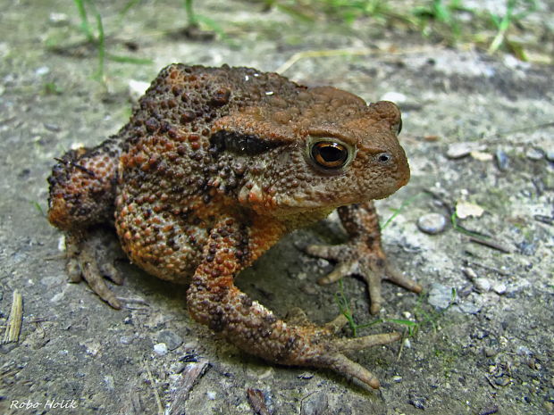 ropucha bradavičnatá Bufo bufo