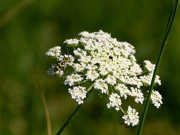 fuzáč Chlorophorus varius damascenus Chevrolat, 1854