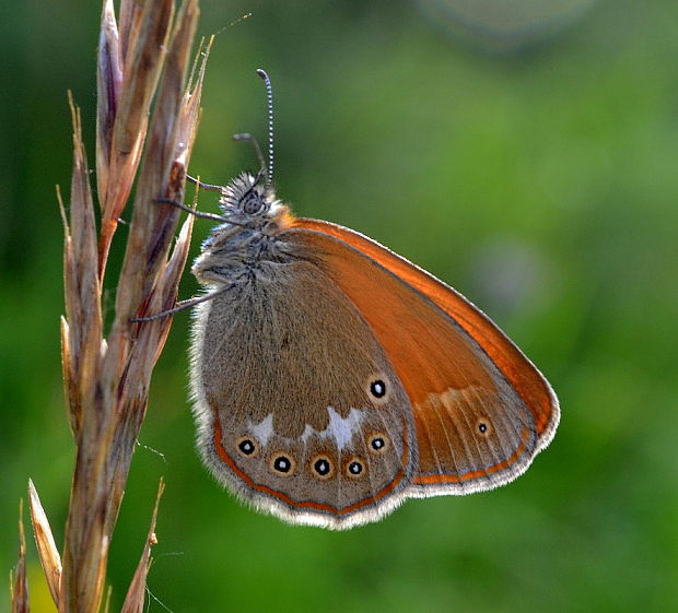 očkáň traslicový Coenonympha glycerion Borkhausen, 1788