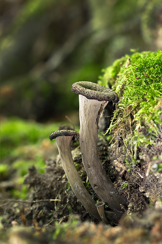 lievik trúbkovitý Craterellus cornucopioides (L.) Pers.