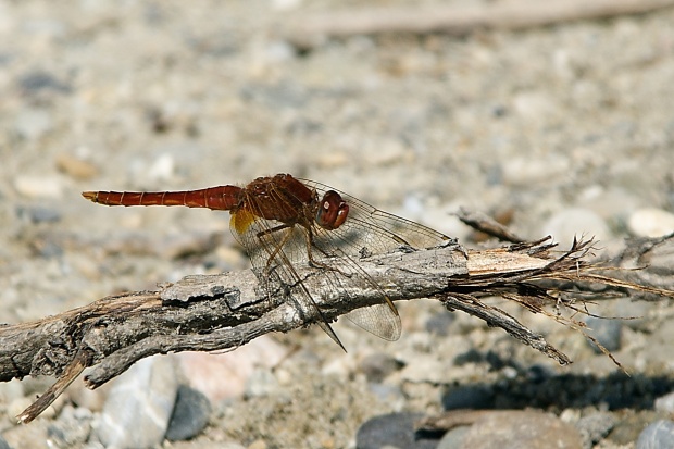 vážka  Crocothemis erythraea